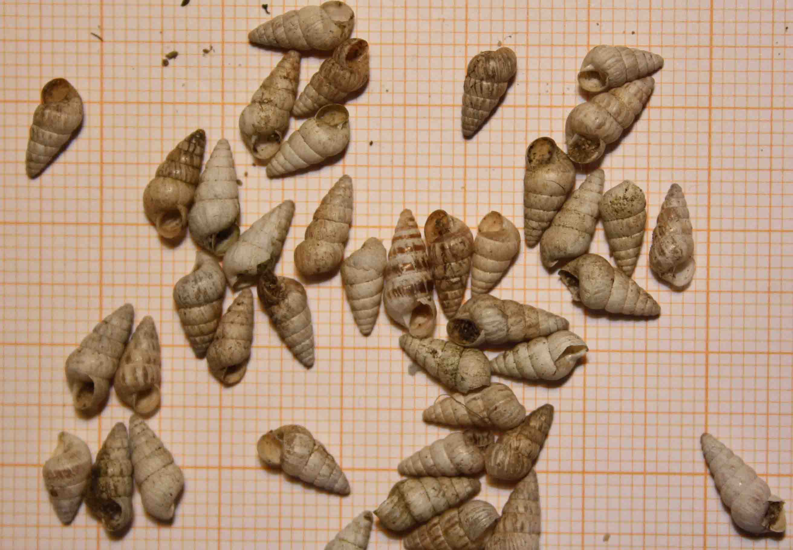 Cochlicella acuta?